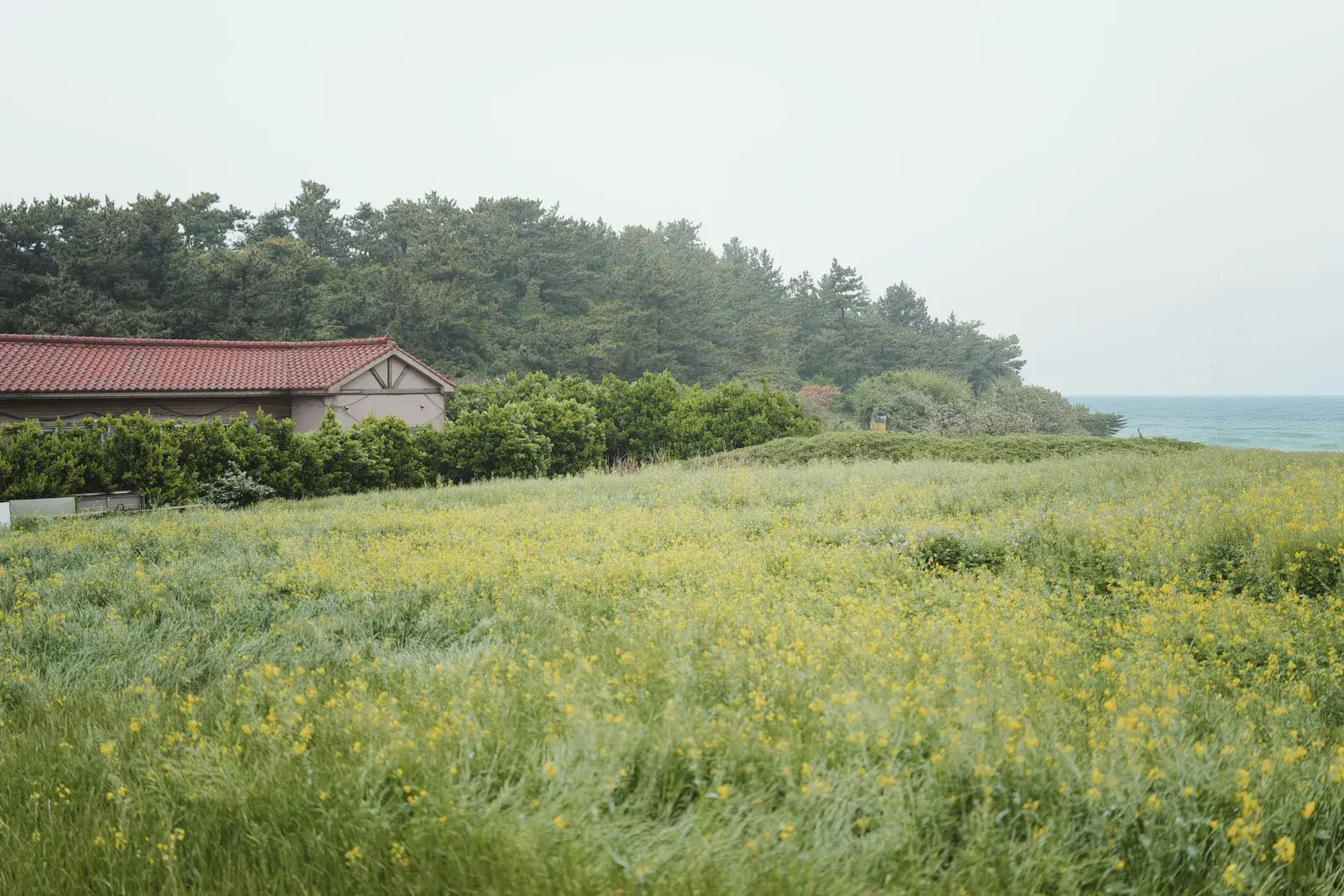 바다 옆으로 펼쳐진 제주의 초지