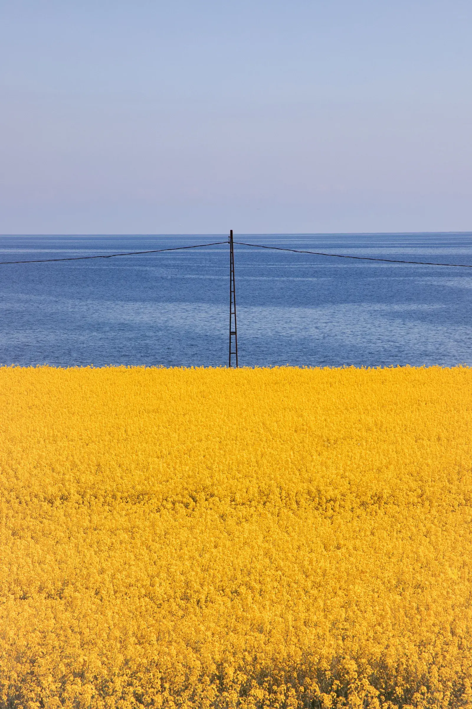 바다 앞에 펼쳐진 유채꽃 밭